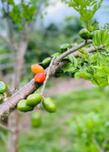 Hog Plum Cuttings - 5 Fresh Spondias mombin Jamaica Red Coat Fruit Tree Propagation