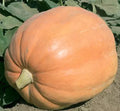 Mammoth Gold Giant Pumpkin Seeds – Heirloom Organic Non-GMO, Cucurbita maxima, 40-60 lbs, Pack of 20