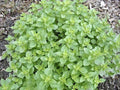 Italian Oregano Herb Seeds, Non-GMO, Heirloom, 500 Seeds, Origanum vulgare for Culinary Gardens