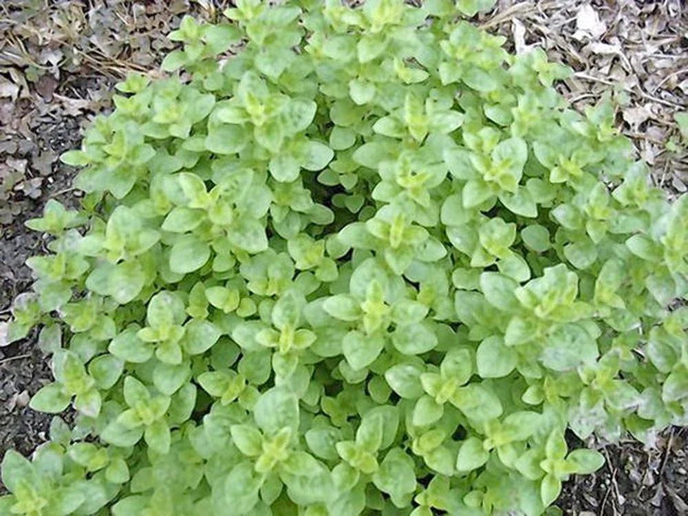 Italian Oregano Herb Seeds, Non-GMO, Heirloom, 500 Seeds, Origanum vulgare for Culinary Gardens