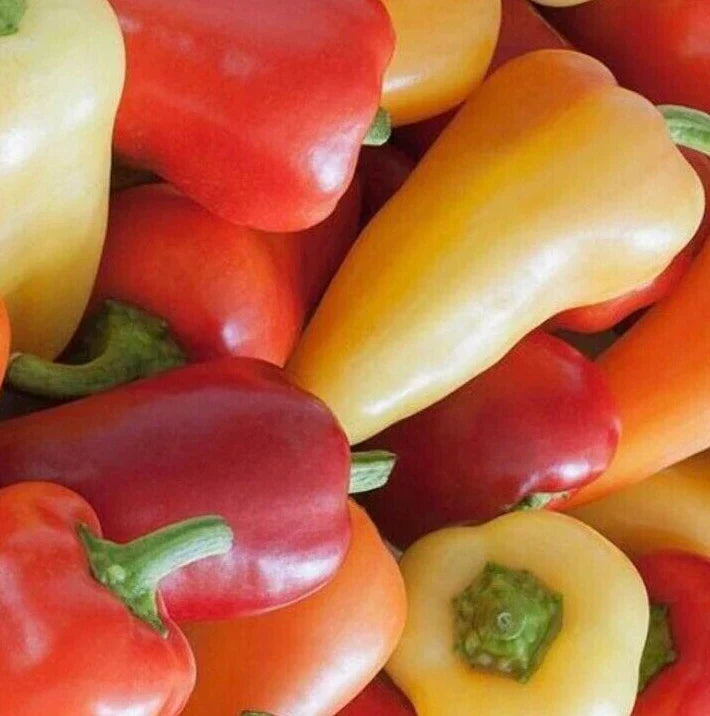 Santa Fe Hot Pepper Seeds - 50+ Capsicum annuum Vegetable Garden Hot Pepper for Salsas & Sauces
