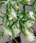 Rhipsalis Cereuscula Coral Cactus Rooted Plant in 3-Inch Pot | Unique Houseplant | Drought-Tolerant Indoor Plant