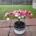 Moss Rose Cuttings - 24 Unrooted Portulaca Grandiflora Mix - Colorful Flowering Plant for Gardens & Containers