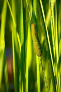 50 Sweet Flag Native Seeds for Planting Acorus americanus Wetland Perennial, Native Plant Seeds for Landscaping