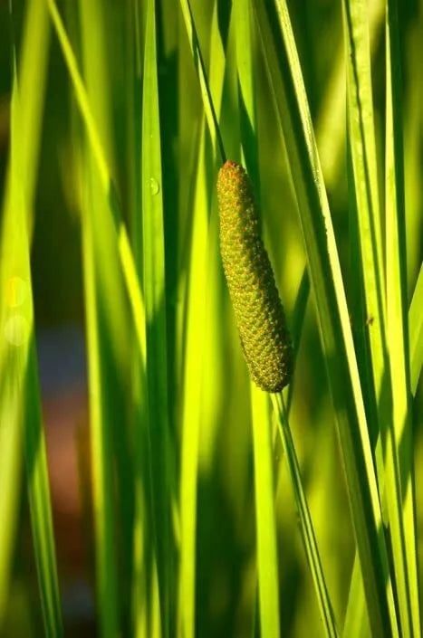50 Sweet Flag Native Seeds for Planting Acorus americanus Wetland Perennial, Native Plant Seeds for Landscaping