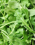 Arugula Seeds, Organic, Slow Bolt, Non-GMO, Rocket, Eruca sativa, Heirloom Variety for Salad Greens & Culinary Use