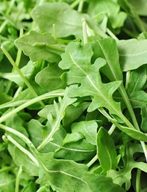 Arugula Seeds, Organic, Slow Bolt, Non-GMO, Rocket, Eruca sativa, Heirloom Variety for Salad Greens & Culinary Use