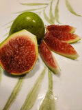 White Madeira #1 Fig Cutting - 10-Inch Summer Propagation Ficus carica