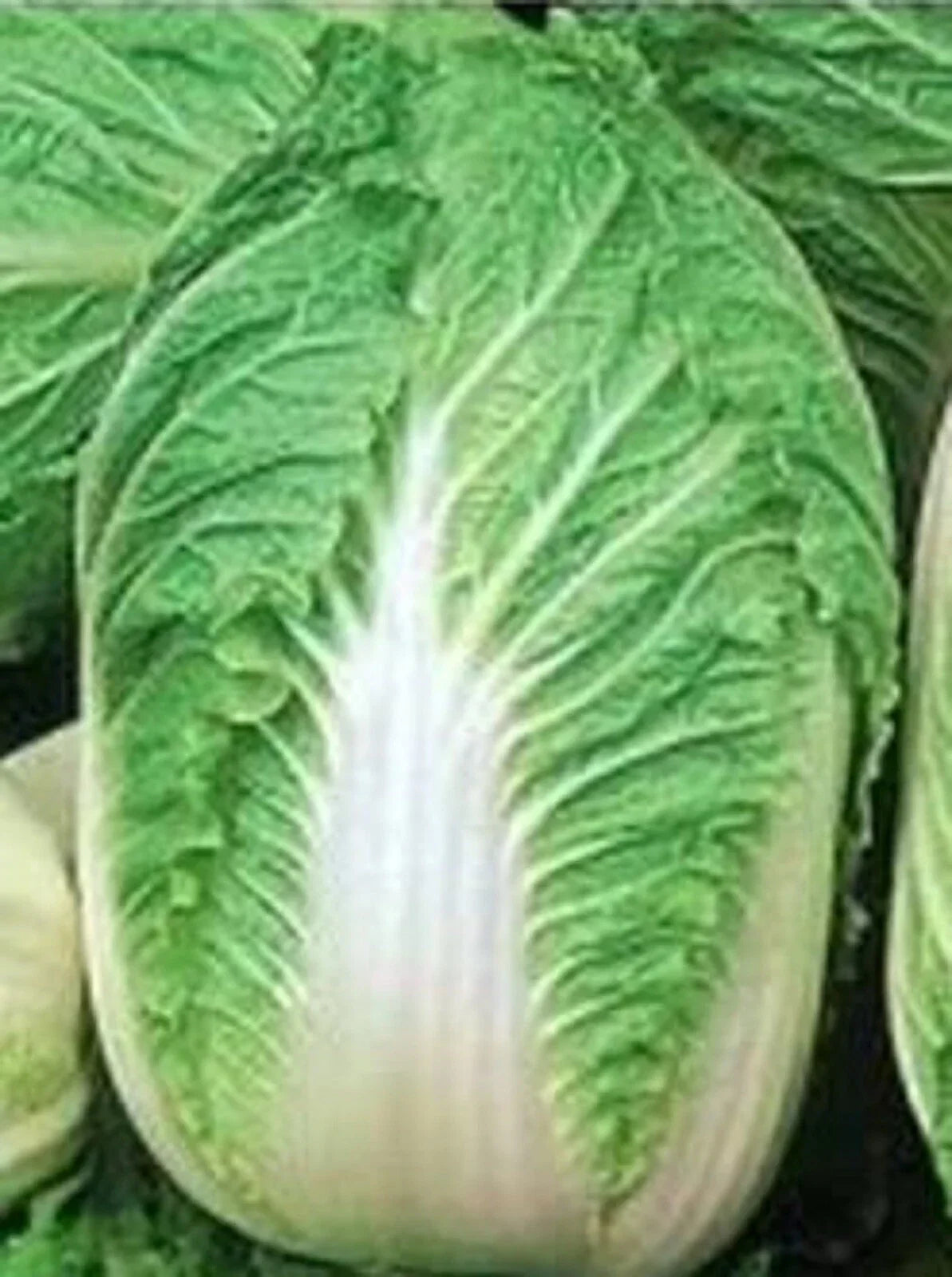 Chinese Cabbage Seeds - Michihili Variety - Non-GMO Brassica rapa Vegetable Seeds for Home Gardening