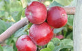 Liberty Apple Seeds - 25+ Pack for Gardening, Malus domestica, Non-GMO, USA, Fruit Tree Seeds for Home Garden Planting