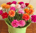1000+ Seeds Moss Rose Double Mix Portulaca grandiflora Colorful Flower Seeds for Garden Planting