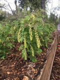 Currant Cuttings 8 Pack – Pink Champagne & Primus White Hardwood Fruit Bushes for Home Garden, Easy to Root, Heirloom, High-Yield Cultivars