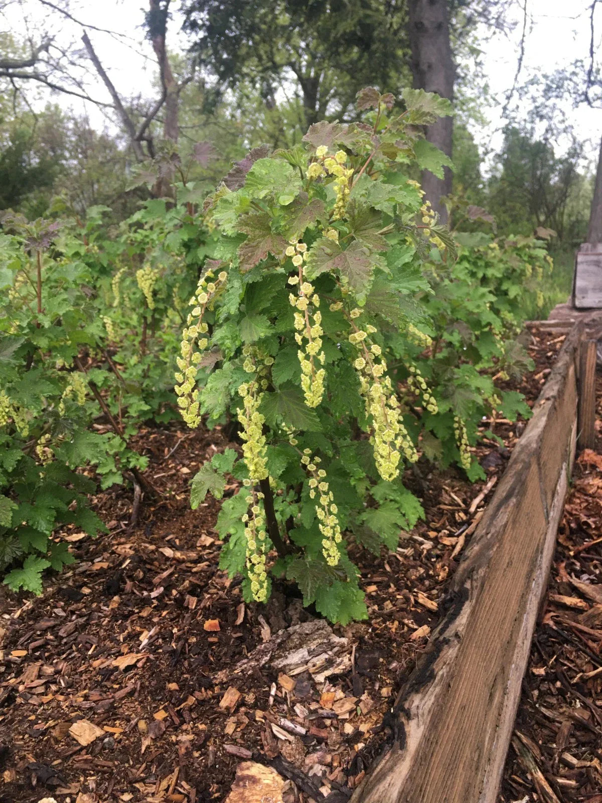 Currant Cuttings 8 Pack – Pink Champagne & Primus White Hardwood Fruit Bushes for Home Garden, Easy to Root, Heirloom, High-Yield Cultivars