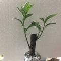 African Bitter Leaf Plant - Vernonia Amygdalin Live Herb for Diabetes
