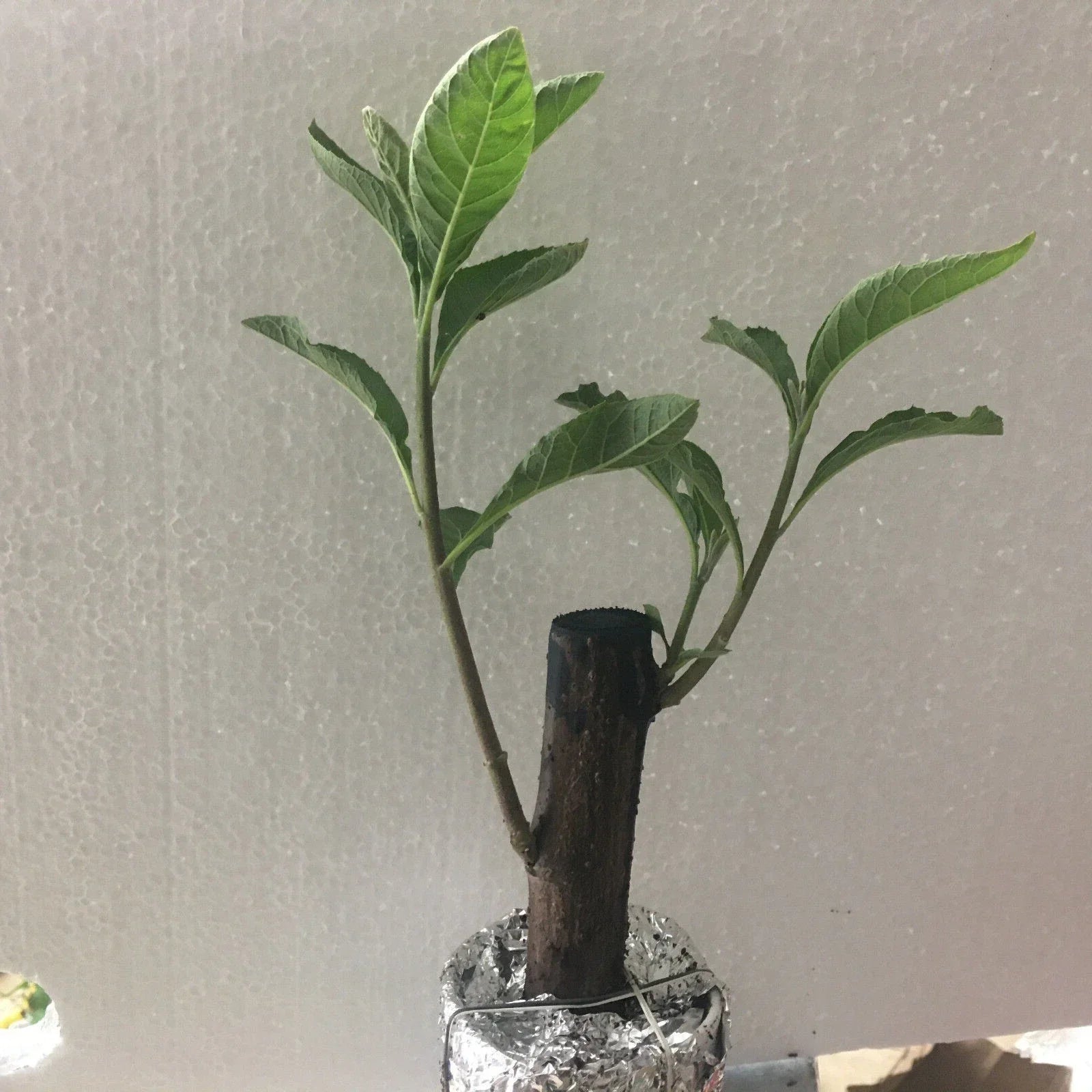 African Bitter Leaf Plant - Vernonia Amygdalin Live Herb for Diabetes
