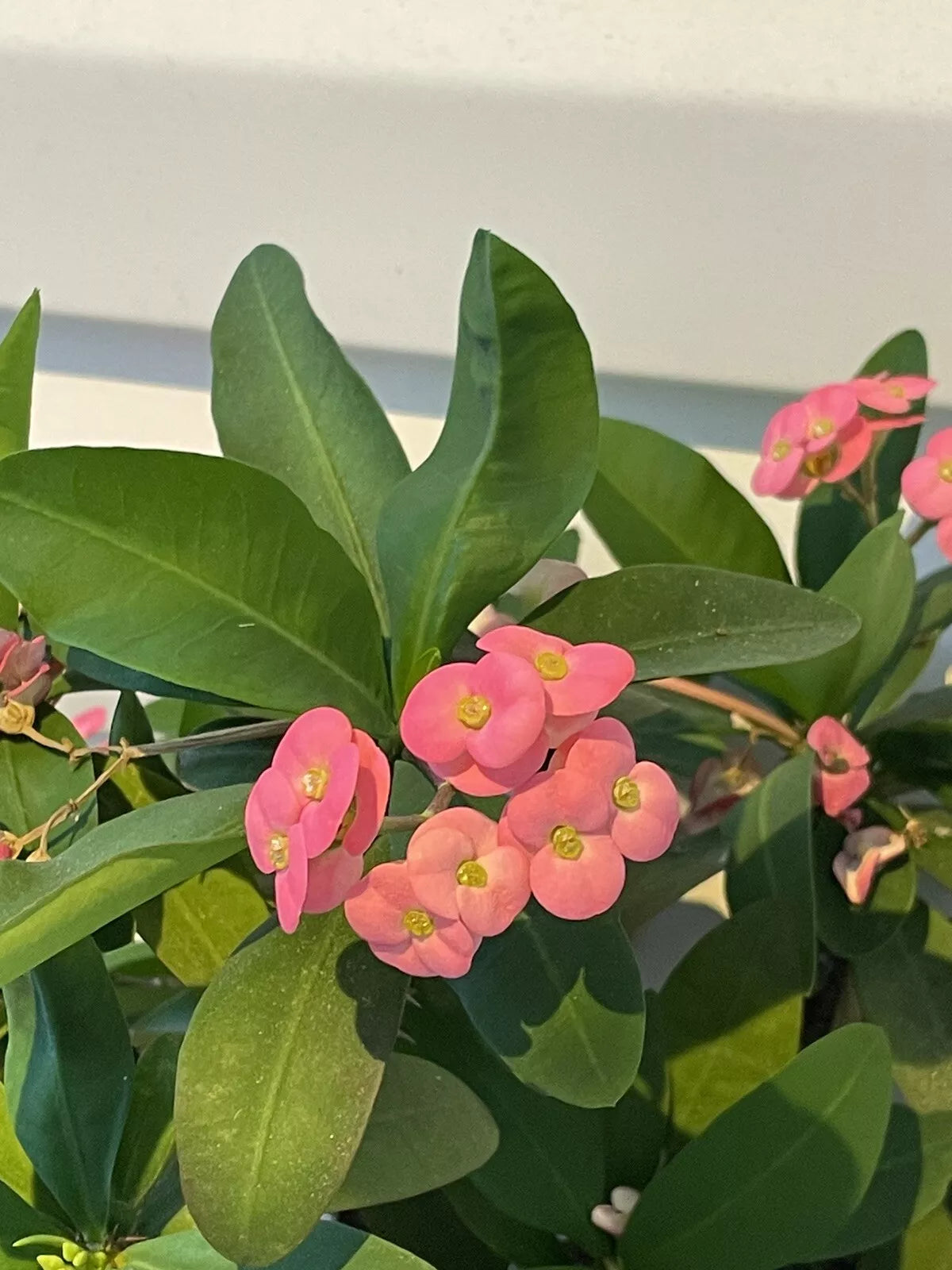 Pink Crown of Thorns Cutting 6”+ | Euphorbia milli Live Plant | Indoor Outdoor Evergreen | Well-Rooted Thorns