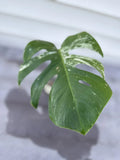 Monstera Albo Borsigiana Cutting - Rare Variegated Houseplant - Monstera deliciosa var. albo-marginata