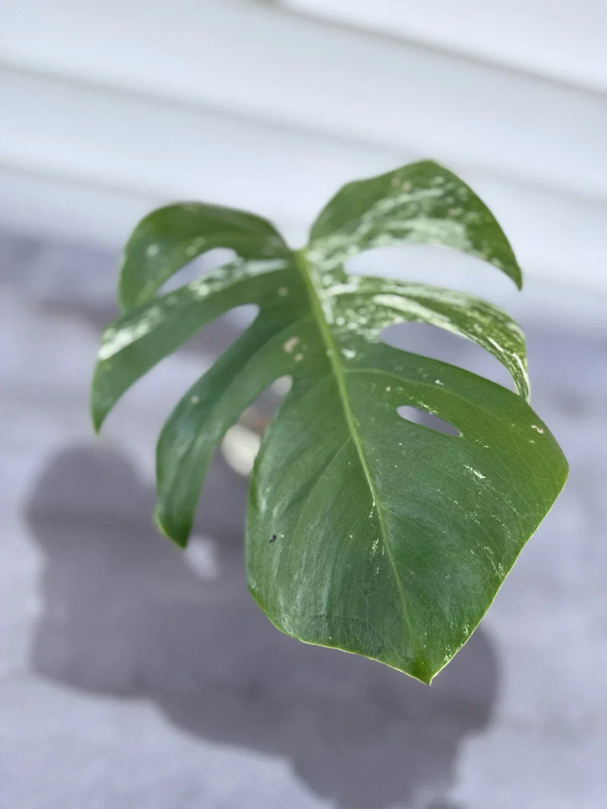 Monstera Albo Borsigiana Cutting - Rare Variegated Houseplant - Monstera deliciosa var. albo-marginata