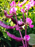 Purple Moon Hyacinth Bean Seeds - Edible Ornamental Vine, Lablab purpureus, 10+ Seeds for Trellises & Shade