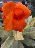 Tiger Stripe Canna Lily Bulbs 2 Pack - Orange Flowers, Striped Foliage, Tropical Plant, Canna indica