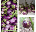 Thai Round Purple Eggplant Seeds - Non-GMO Solanum melongena Vegetable Seeds, 50+ Pack for Home Garden, Full Sun, Easy Grow