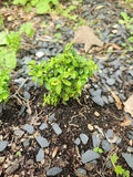 Kingsville Boxwood Mame Bonsai Tree - Rare Buxus microphylla var. japonica Indoor Plant