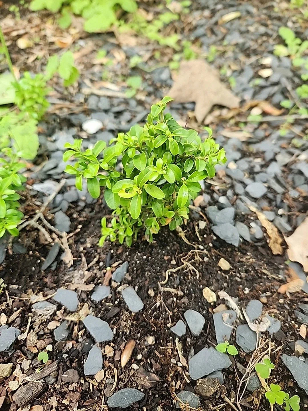Kingsville Boxwood Mame Bonsai Tree - Rare Buxus microphylla var. japonica Indoor Plant