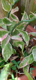 Devil's Backbone Succulent - Variegated Euphorbia tithymaloides - Rooted Sea Shell Variety - Indoor & Outdoor Plant