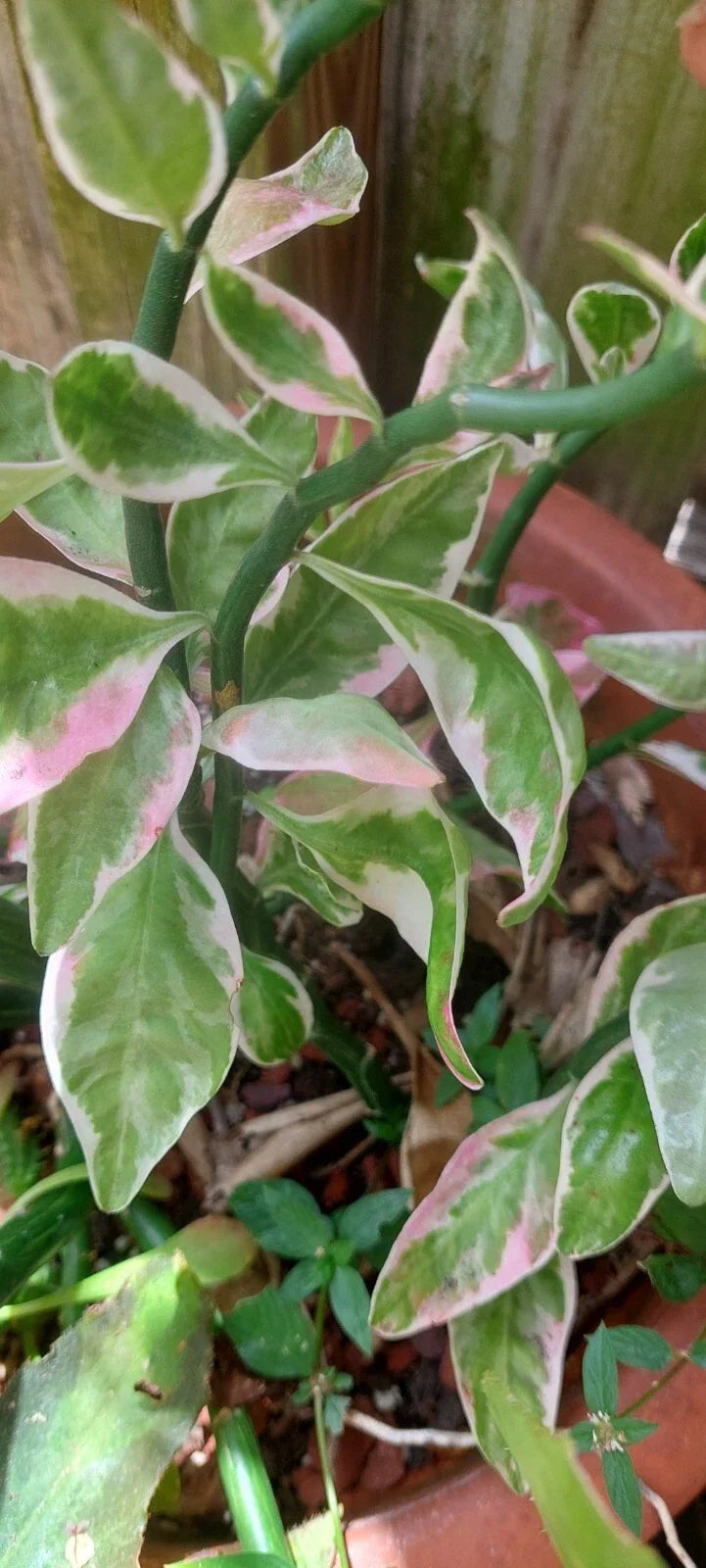 Devil's Backbone Succulent - Variegated Euphorbia tithymaloides - Rooted Sea Shell Variety - Indoor & Outdoor Plant