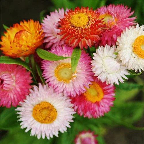 Swiss Giant Mix Strawflower Seeds | Non-GMO Colorful Helichrysum bracteatum