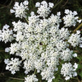 Anise Seeds 1000+ Count Non-GMO Heirloom Herb Seeds Pimpinella anisum for Culinary & Garden Use