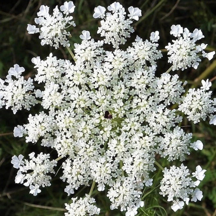 Anise Seeds 1000+ Count Non-GMO Heirloom Herb Seeds Pimpinella anisum for Culinary & Garden Use