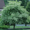 Washington Hawthorn Tree Live Plants Set of 2, Bare Root, Crataegus phaenopyrum, 18-24 Inches, Hardy Zones 5-9
