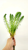 Parrot's Feather Aquatic Plant - Marginal Pond Plant - Myriophyllum aquaticum - Live Water Garden Plants Bundle