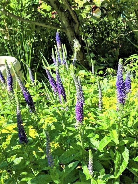 Speedwell Plants - Royal Candles Veronica spicata Perennial - 10 Pack for Borders, Garden Beds, Pollinator Attracting