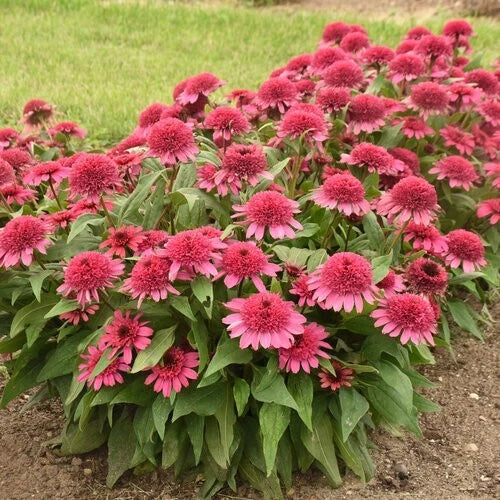 Raspberry Beret Coneflower Seeds | Echinacea purpurea | Perennial Flowers for Gardens & Pollinators