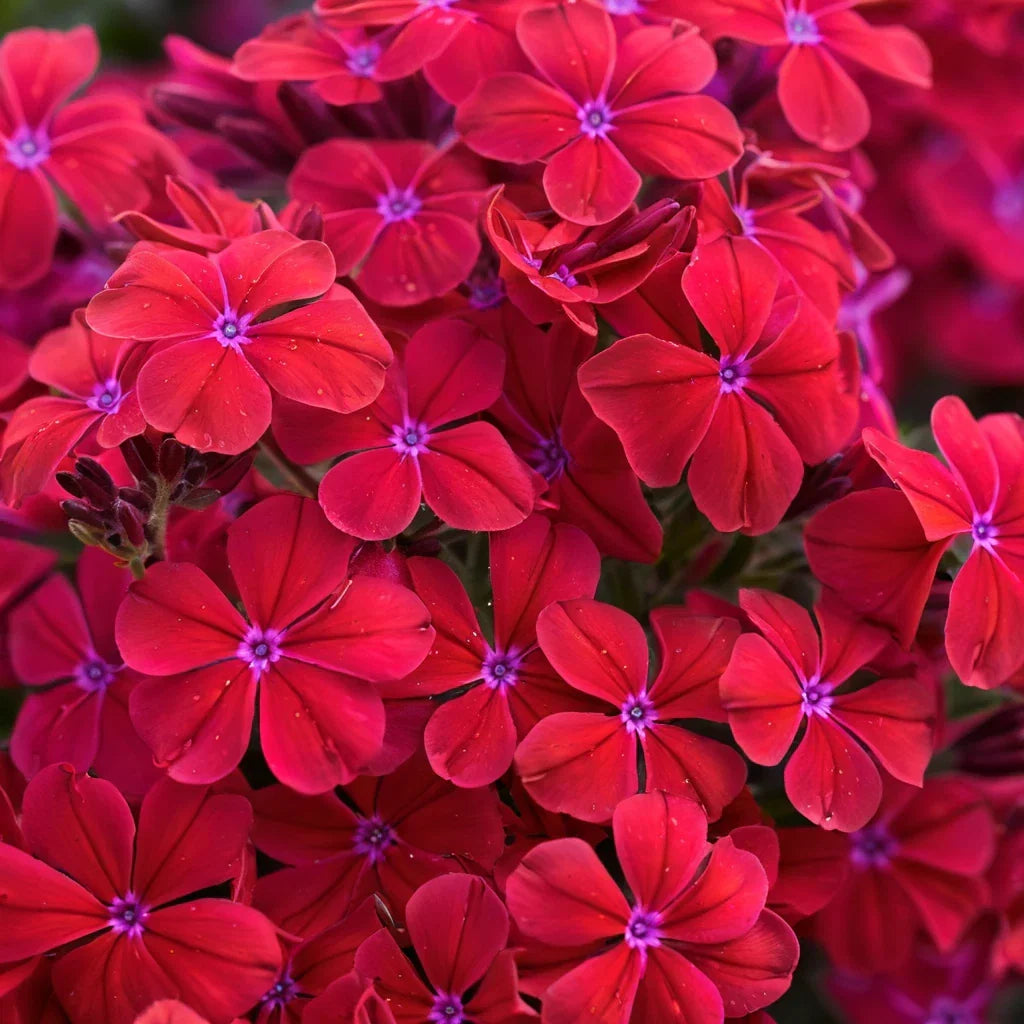 Red Hot Phlox Seeds - Perennial Flower Seeds for Bees & Butterflies - Phlox paniculata - 50 Pack