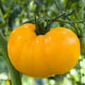 Golden Jubilee Tomato Seeds, Medium Beefsteak, Golden Sunray, Non-GMO, Heirloom, Full Sun, Vegetable Seeds