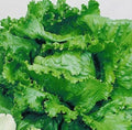 Lettuce Seeds - Great Lakes Crisphead Variety - Lactuca sativa - Salad Greens, Non-GMO, 200 Seeds