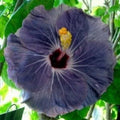 Purple Silver Hibiscus Seeds - Perennial Flower Seeds for Garden, Borders, Containers - Hibiscus rosa-sinensis