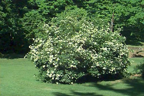 Arrowwood Viburnum Shrub Bare Root Plant 8-12 Inches Viburnum dentatum Hardy Zones 5-9