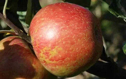 Apple Seeds for Gardening - 25+ Heirloom Malus domestica Seeds for Backyard and Orchard Planting
