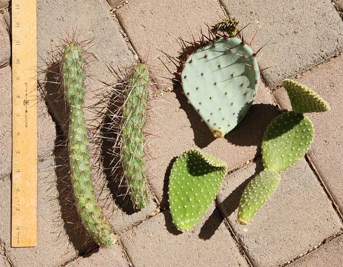 Opuntia Microdasys Cactus Cutting Lot | Cylindropuntia Campii Succulent Segments for Propagation