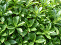 Sedum Aizoon Stonecrop Plants - 15 Rooted Succulents for Gardening, Rock Gardens, Borders, Containers