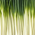 Tokyo Long White Bunching Onion Seeds - 200+ Allium fistulosum Vegetable Garden Seeds for Containers