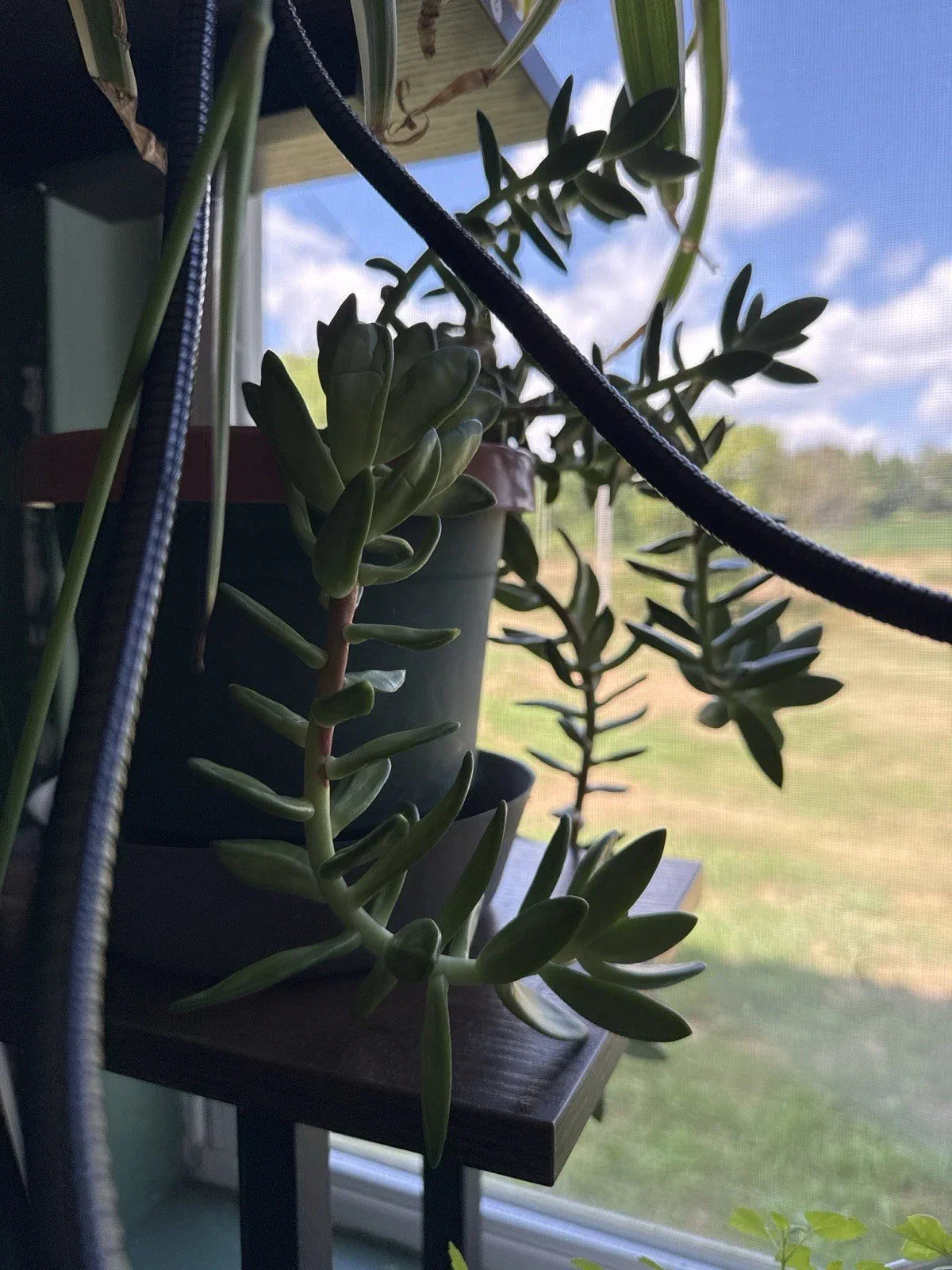 Succulent Leaves for Propagation - Pack of 4 Varieties - Indoor & Outdoor Gardening - Low-Maintenance Plants