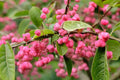 Cork Spindle Shrub Seeds - Euonymus phellomanus - Hardy Garden Shrubs for Landscaping and Borders - 10 Pack