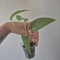 Cebu Blue Pothos Starter Plant in 2-Inch Pot | Epipremnum aureum 'Cebu Blue' Indoor Plant