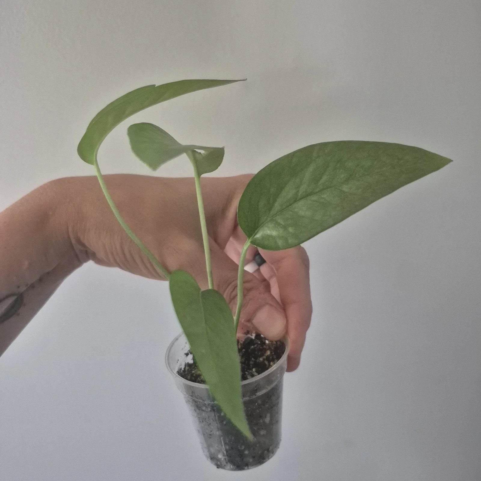 Cebu Blue Pothos Starter Plant in 2-Inch Pot | Epipremnum aureum 'Cebu Blue' Indoor Plant