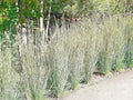 Little Bluestem Seeds - 500+ Count, Native Prairie Grass, Ornamental Perennial, Fall Colors, Schizachyrium scoparium